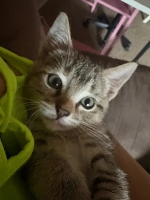 Tigress