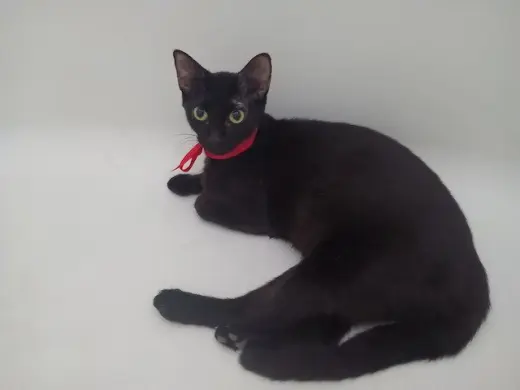 Gigi