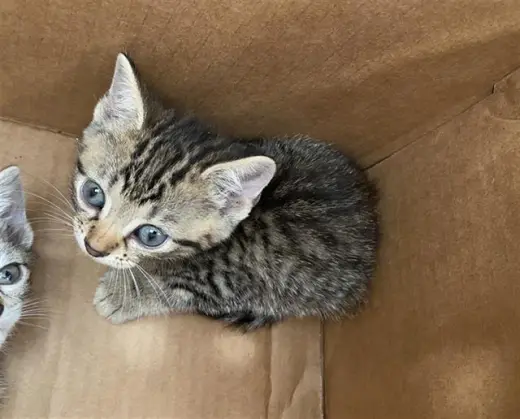 WHISKEY