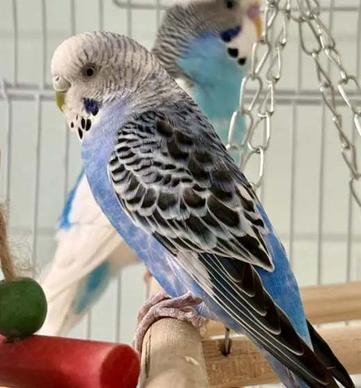 BLUEY