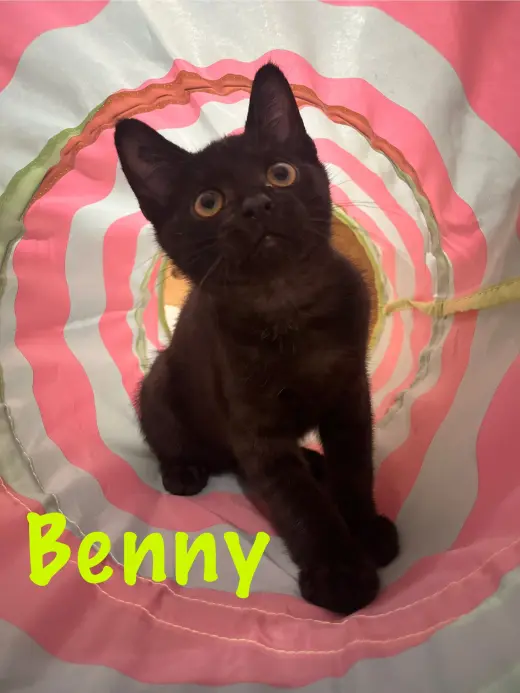 Benny, Willow Grove Area, (FCID# 6/17/2026-124)