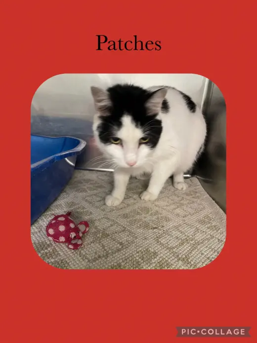 Patch