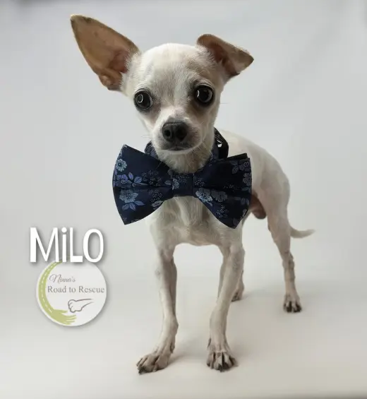 Milo