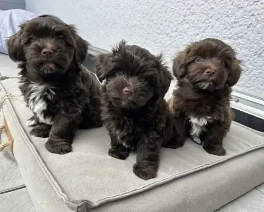 Havanese puppies for Adoption