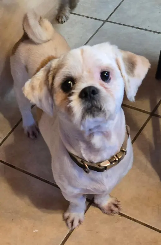 Gizmo