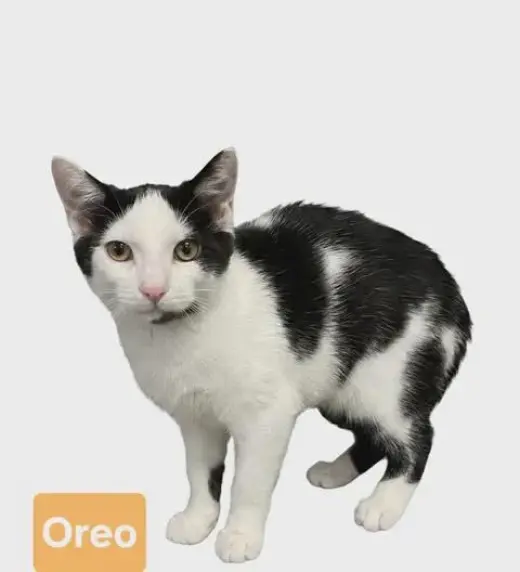 Oreo
