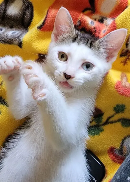 Peanut