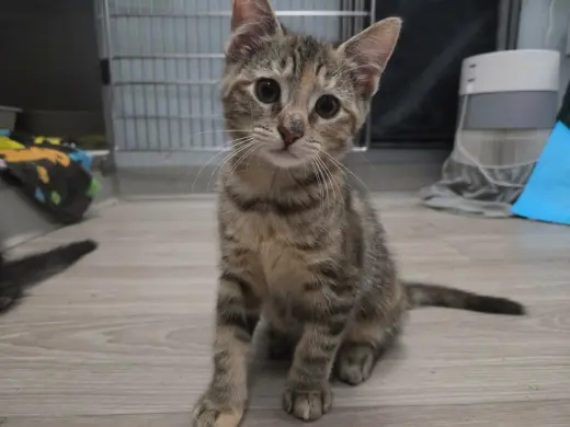 Zoe