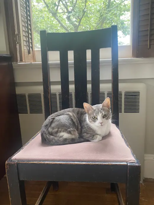 Priscilla