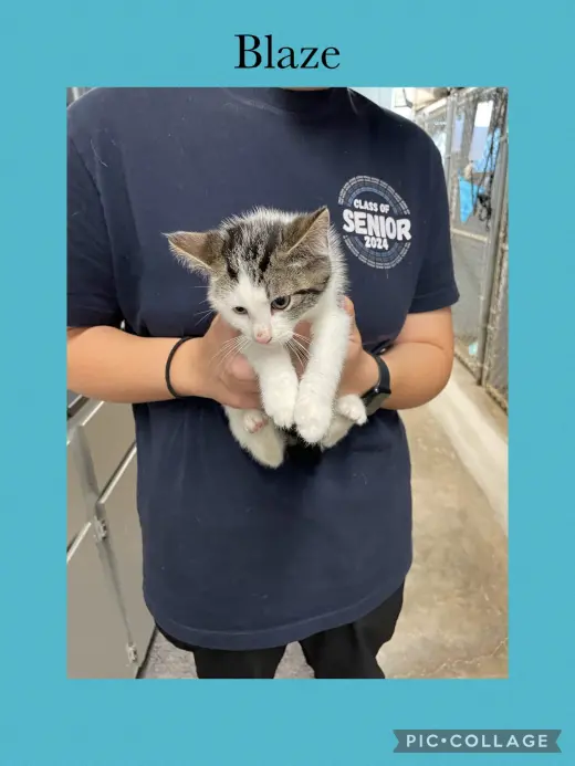 B kitten- Blaze
