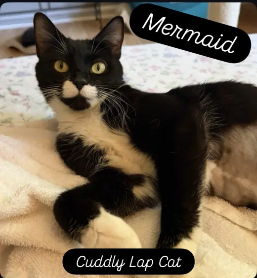 Mermaid, Jenkintown PS (FCID 05/19/2026-79)