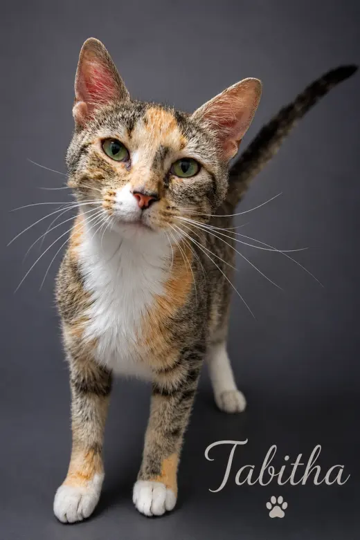 Tabitha (FCID# 06/08/2026 - 14 Trainer)