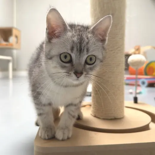 Hedwig