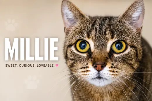 Millie (FCID# 05/18/2026 - 37 Trainer)