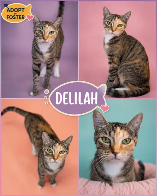 Delilah (FCID# 06/08/2026 - 83 Trainer)