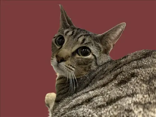 MELVIN