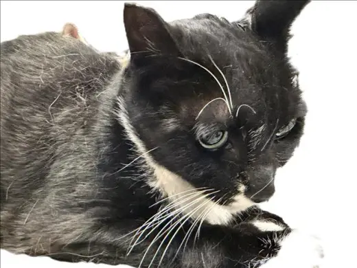 FIGARO