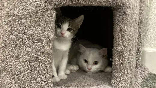 Oliver & Oscar (Coustesy Post)