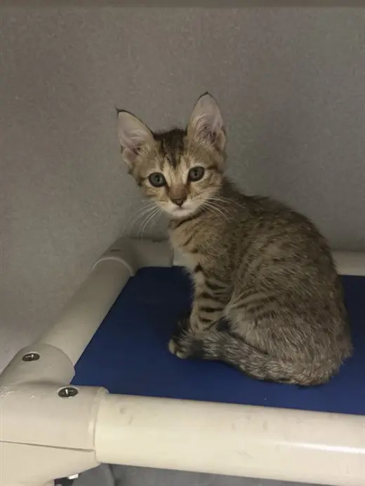 COCO