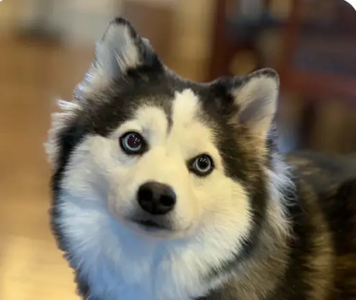 Maggie