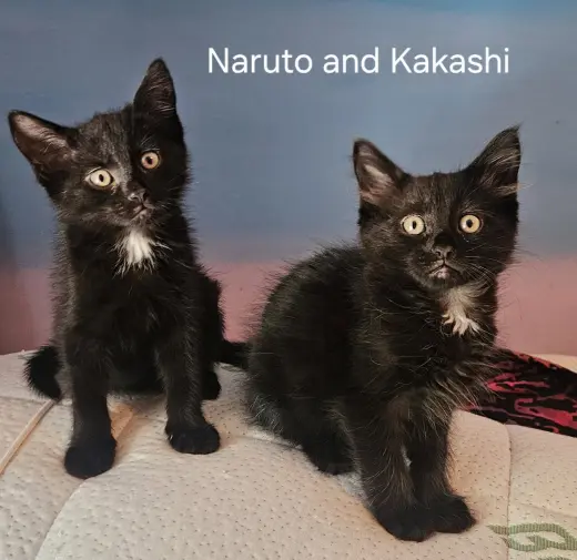 Naruto Z