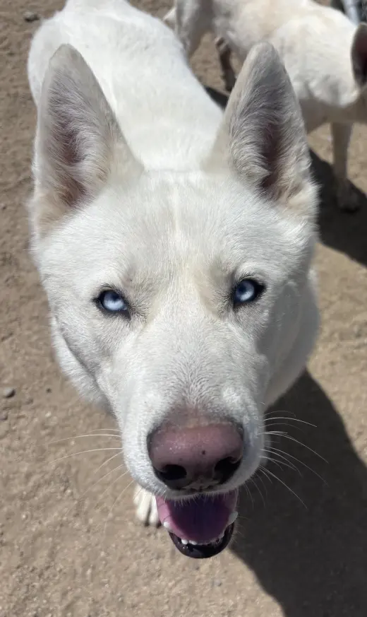 Ghost