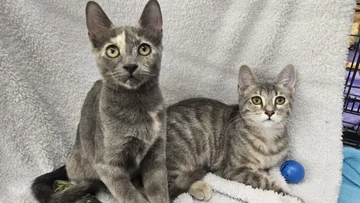 Dixie & Trixie - Bonded Sisters