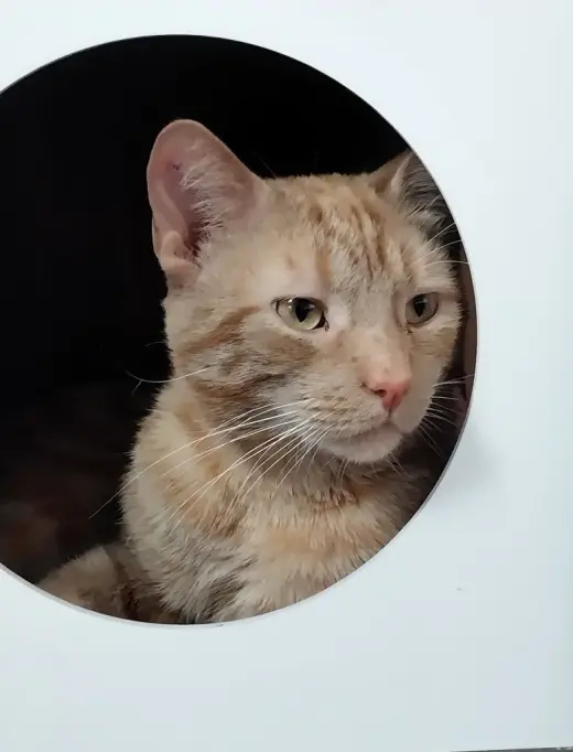 Nado * IN FOSTER *