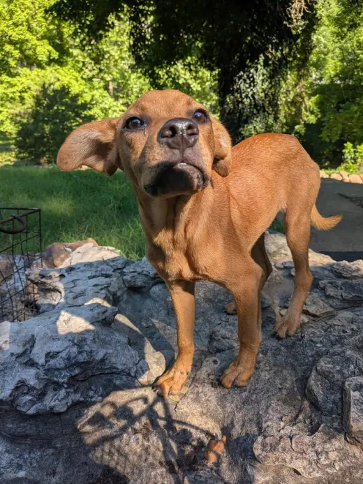 Patton
