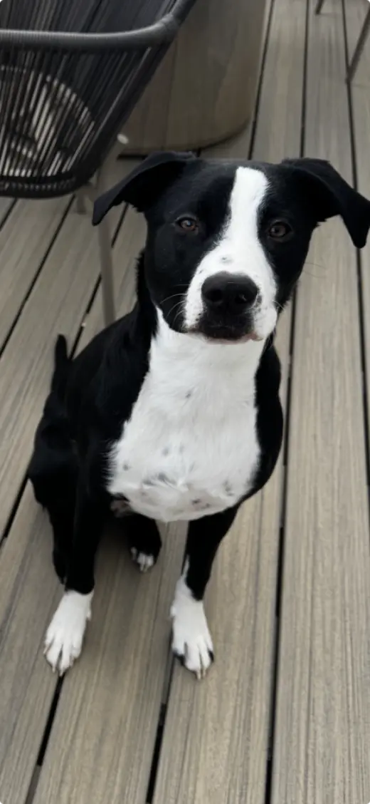 Reggie - Courtesy Listing