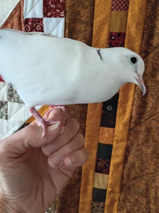 Coco