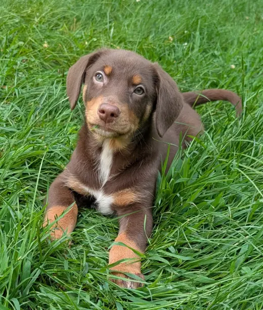 Biscotti
