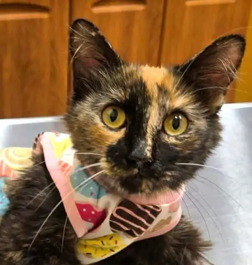 Little Miss Marbles