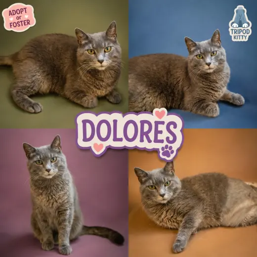 Dolores (FCID# 05/12/2026 - 54 Trainer)