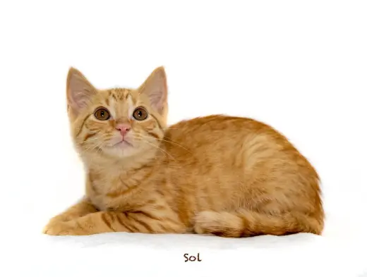 Sol