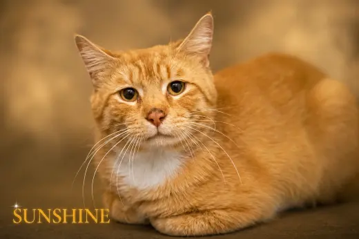 Sunshine (FCID# 06/01/2026 - 45 Trainer)