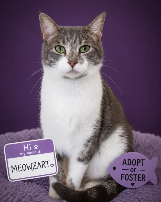 Meowzart (FCID# 06/01/2026 - 46 Brandywine PS)