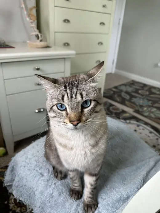 Mr. Kitty