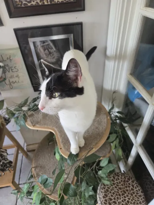 Darla
