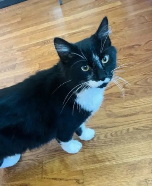 Asher KITTEN