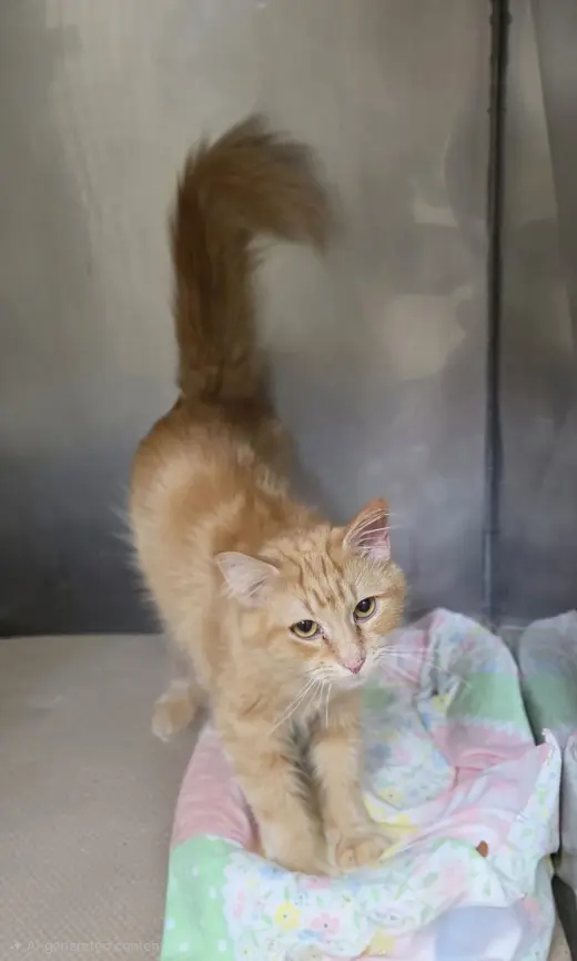 Theodora (Teddy) TAS