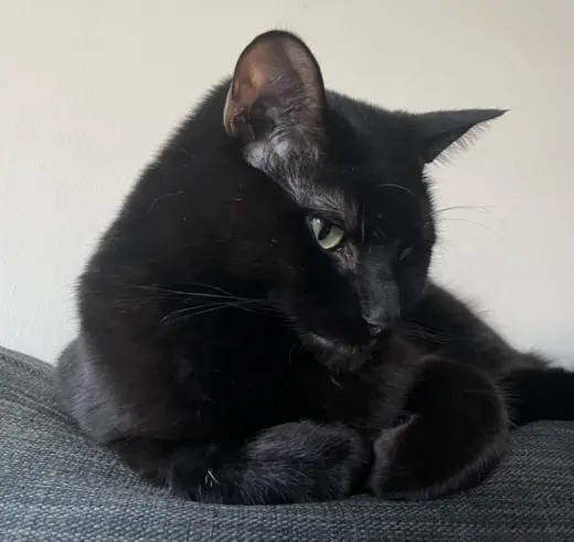 Koji