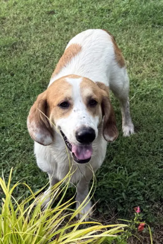 GUS - ADOPTION PENDING!