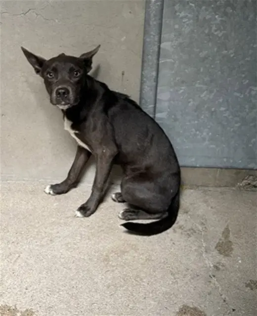 CANELO