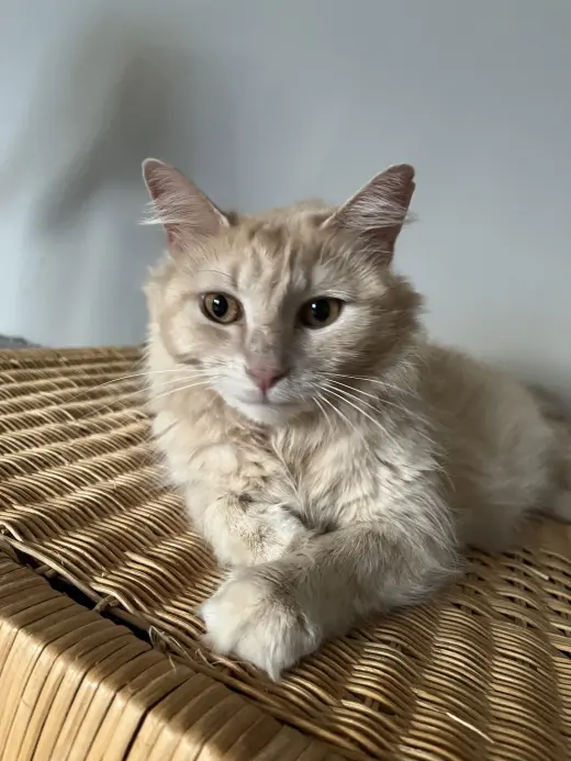 Fluffy Nut