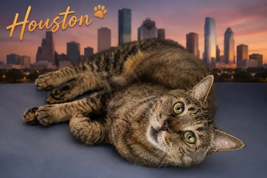 Houston (FCID# 05/28/2026 - 54 Trainer)