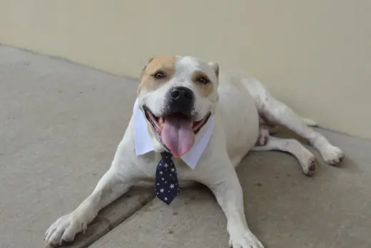 Boulder (In Foster)