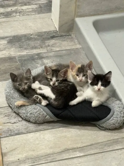 Sandy's Ariel KITTEN
