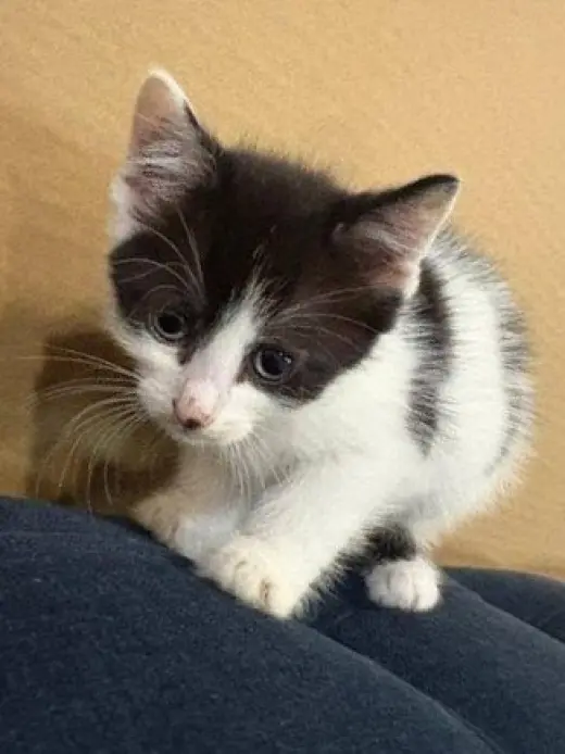 Sandy's Cinderella KITTEN