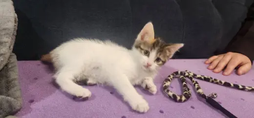 Sandy's Snow White KITTEN